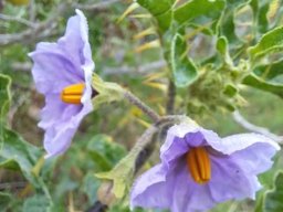 Solanum linnaeanum flowers